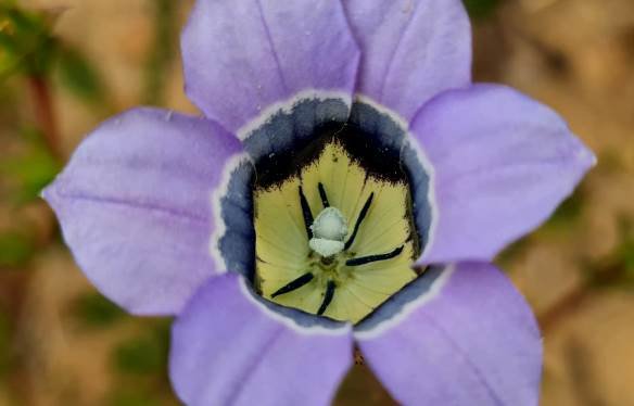Roella ciliata flower